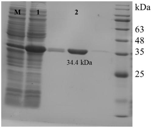 Laminarinase OUC-L1 and encoding gene and application thereof