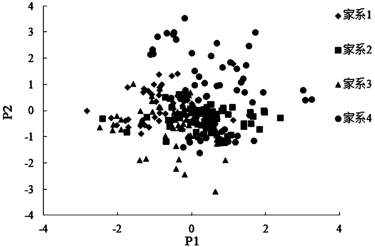 SNP (Single Nucleotide Polymorphism) marker and detection primer related to ENU (Ethyl Nitroso Urea) mutagenesis grass carp family growth characteristics