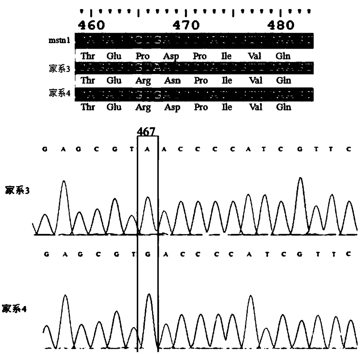 SNP (Single Nucleotide Polymorphism) marker and detection primer related to ENU (Ethyl Nitroso Urea) mutagenesis grass carp family growth characteristics