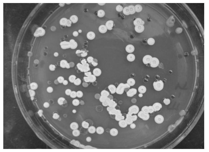 Fruit wine deacidification strain and application thereof