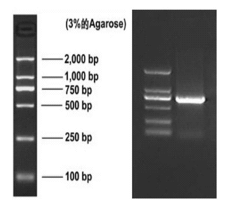 Hexavalent chromium reductive gene in bacillus thuringiensis YB-03, expression product and application of hexavalent chromium reduction gene