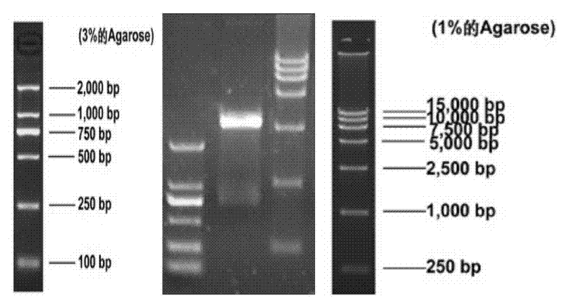 Hexavalent chromium reductive gene in bacillus thuringiensis YB-03, expression product and application of hexavalent chromium reduction gene