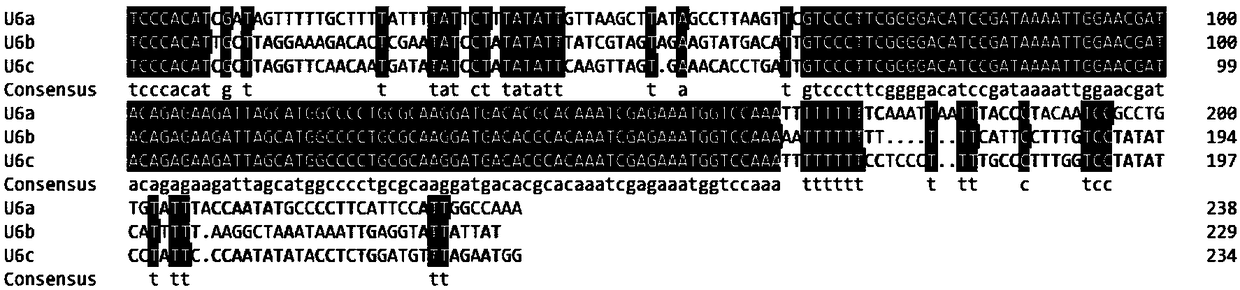 Melon U6 gene and application thereof