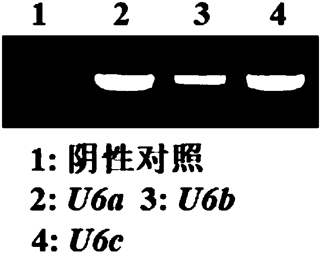 Melon U6 gene and application thereof