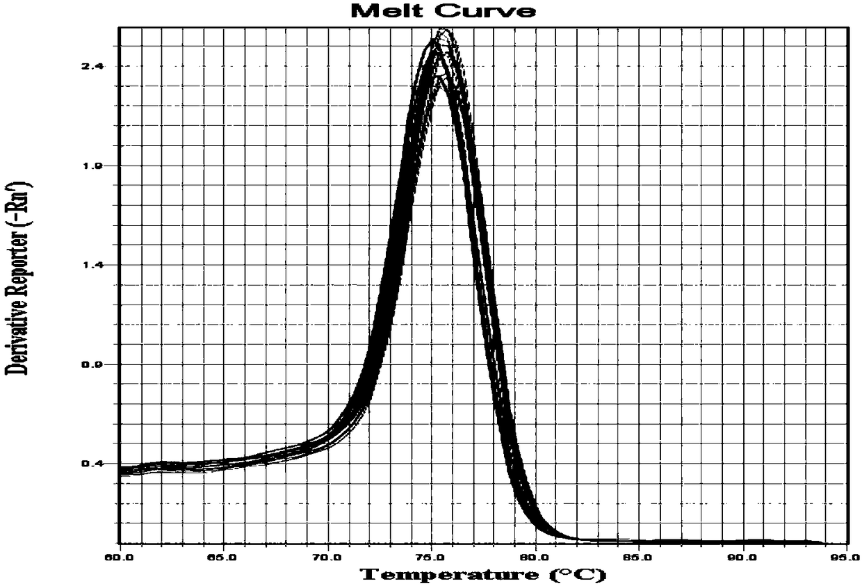 Melon U6 gene and application thereof