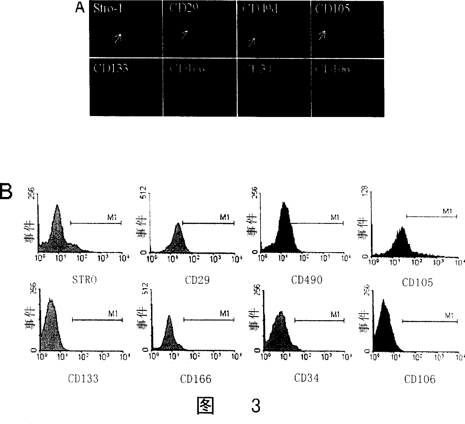 Culture and use for dermis fibroblast