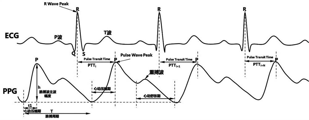 Method for dynamically monitoring blood pressure based on multiple physiological characteristic parameters of ECG and PPG