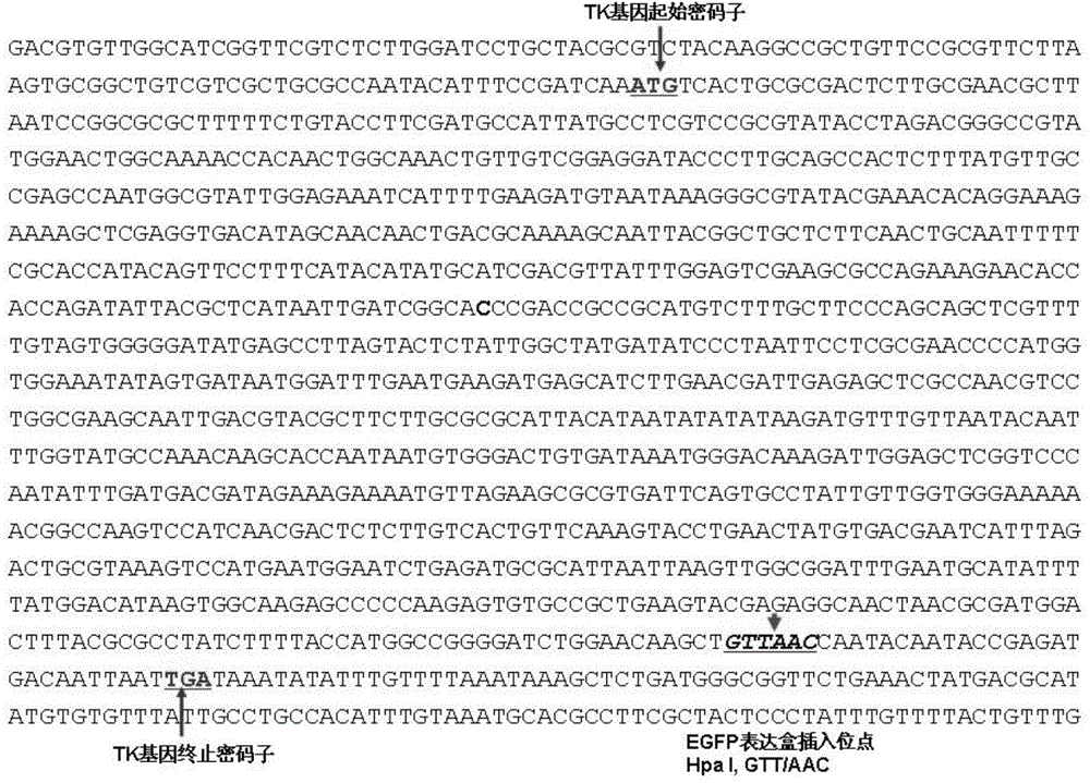 Duck plague virus recombinant vaccine strain rDEVTK-EGFP for expressing enhanced green fluorescent protein genes and constructing method and application therefore