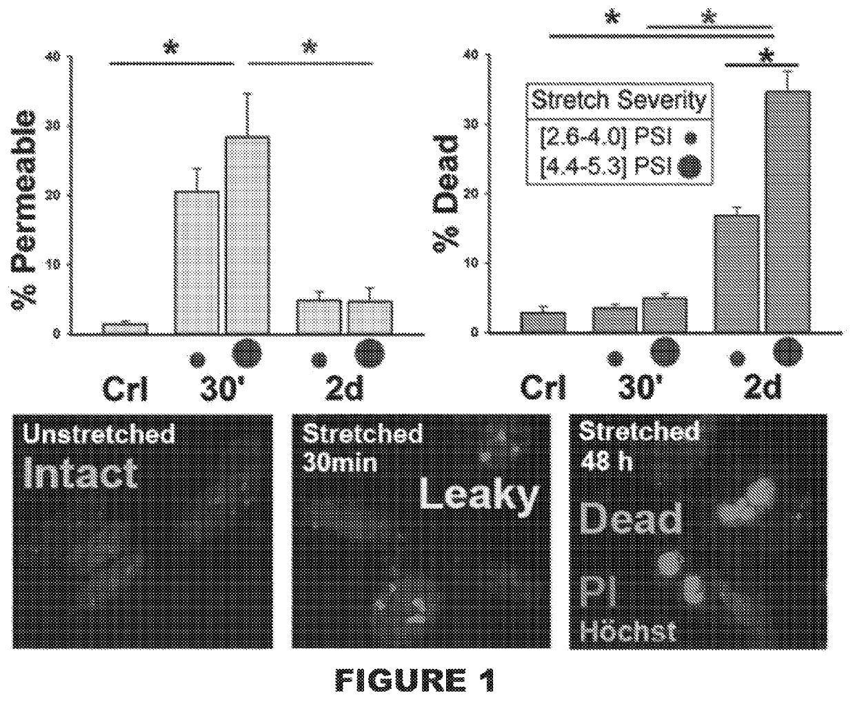 Astrocyte traumatome and neurotrauma biomarkers