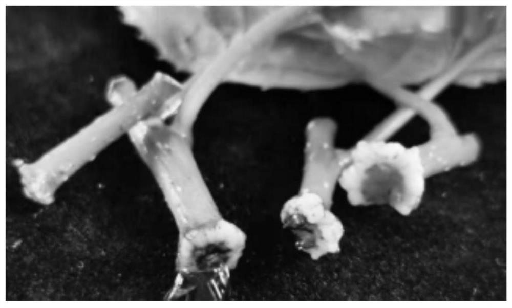 A low-cost, rapid micro-propagation method for excellent seedlings of Eucommia ulmoides