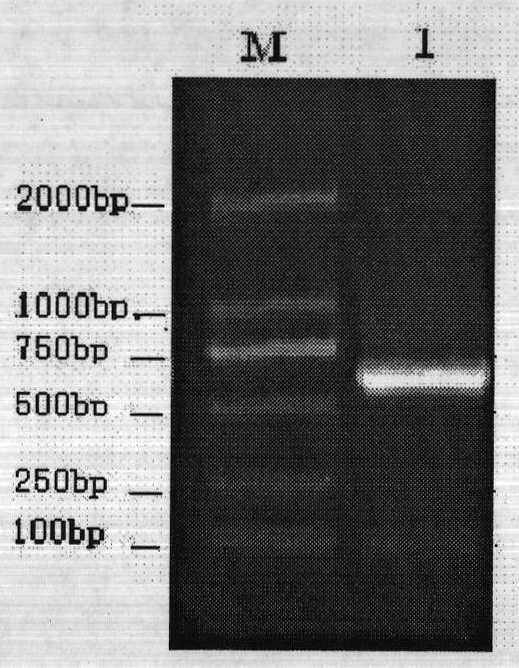 A kind of porcine circovirus type Ⅱ nucleic acid vaccine and its preparation method