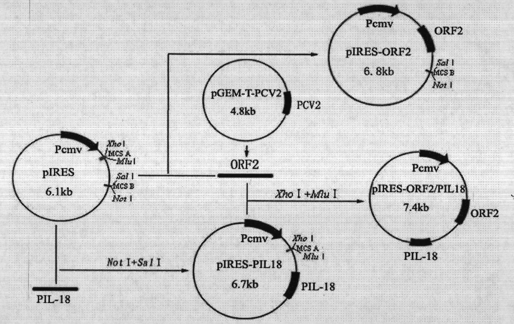 A kind of porcine circovirus type Ⅱ nucleic acid vaccine and its preparation method