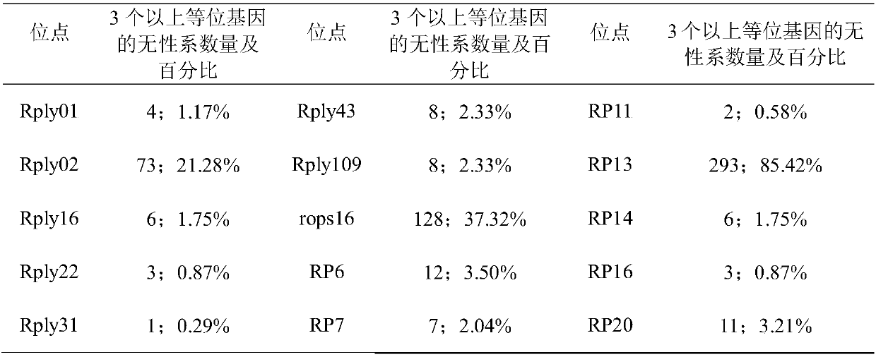 SSR molecular marker primer capable of rapidly identifying robinia pseudoacacia polyploids