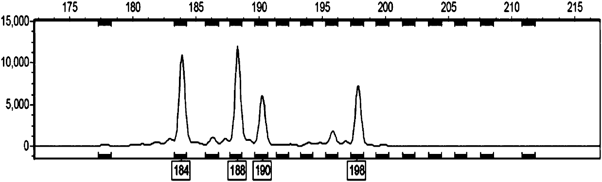 SSR molecular marker primer capable of rapidly identifying robinia pseudoacacia polyploids