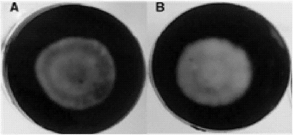 Aspergillus niger strain for protein producing and application thereof