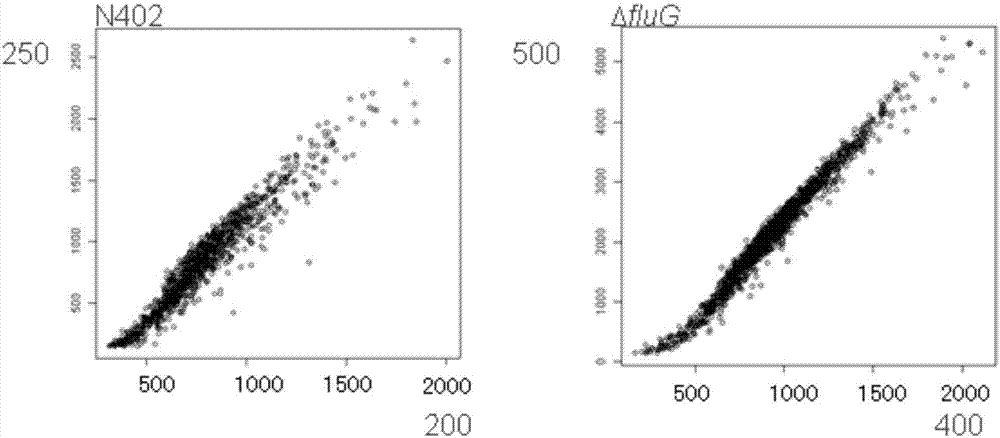 Aspergillus niger strain for protein producing and application thereof