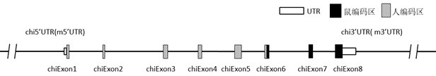 Construction method of IL7R gene humanized modified animal model and corresponding application