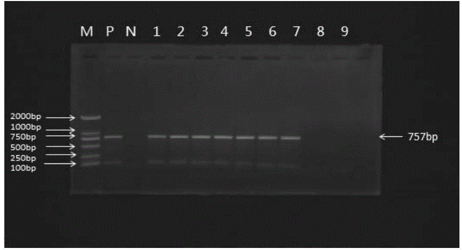 Freeze-drying protective agent of nucleic acid amplification reaction reagents and freeze-drying method