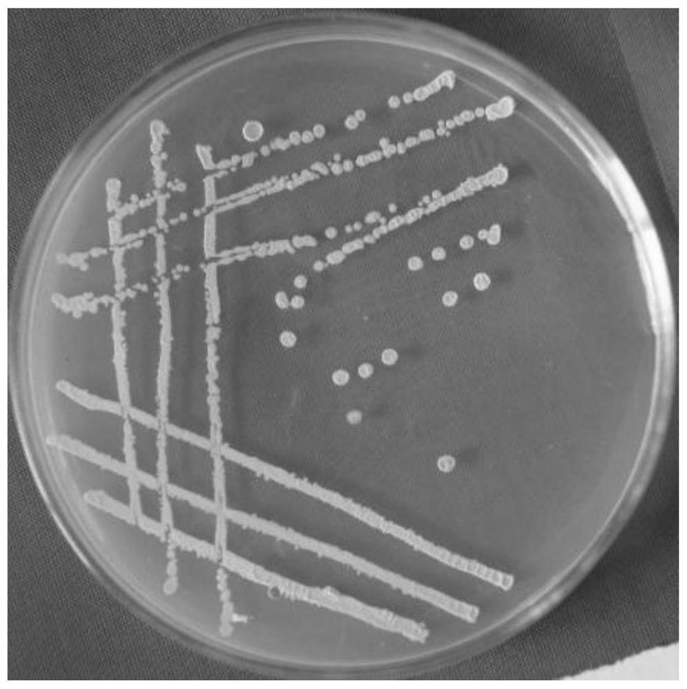 A strain of Bacillus amyloliquefaciens and its application in the control of anthracnose of camellia oleifera