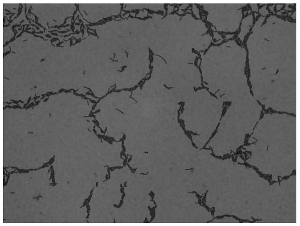 A strain of Bacillus amyloliquefaciens and its application in the control of anthracnose of camellia oleifera