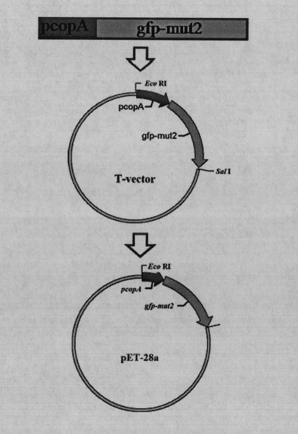 Preparation method of biosensor with high sensitivity to heavy metal copper and product obtained thereby