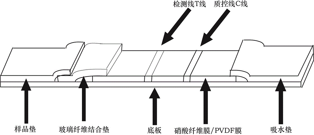 Colloidal gold chromatographic test strip for detecting cytokeratin 19 (CK19) and preparation method thereof