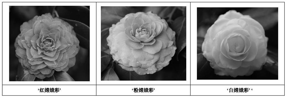 A kind of method for identifying the variety of camellia flower color bud change