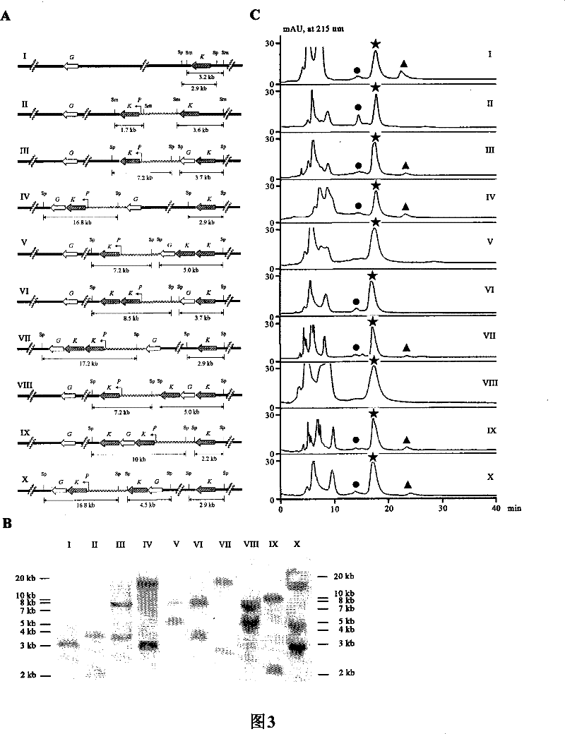 Bacterial for optimizing abomacetin fermentation component, construction method and use