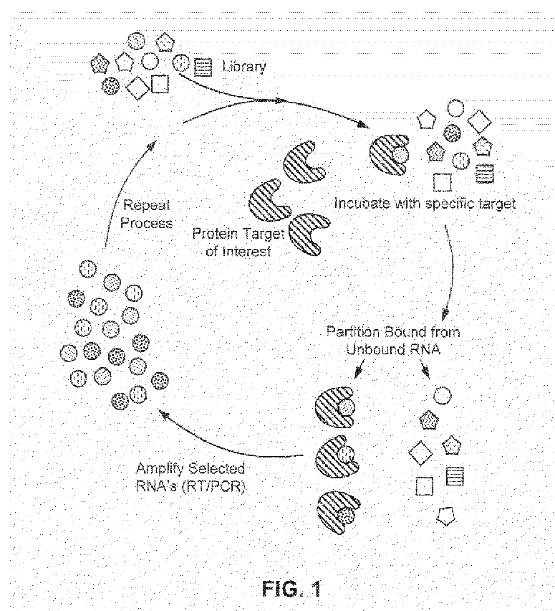 Nucleic acid modulators of clec-2