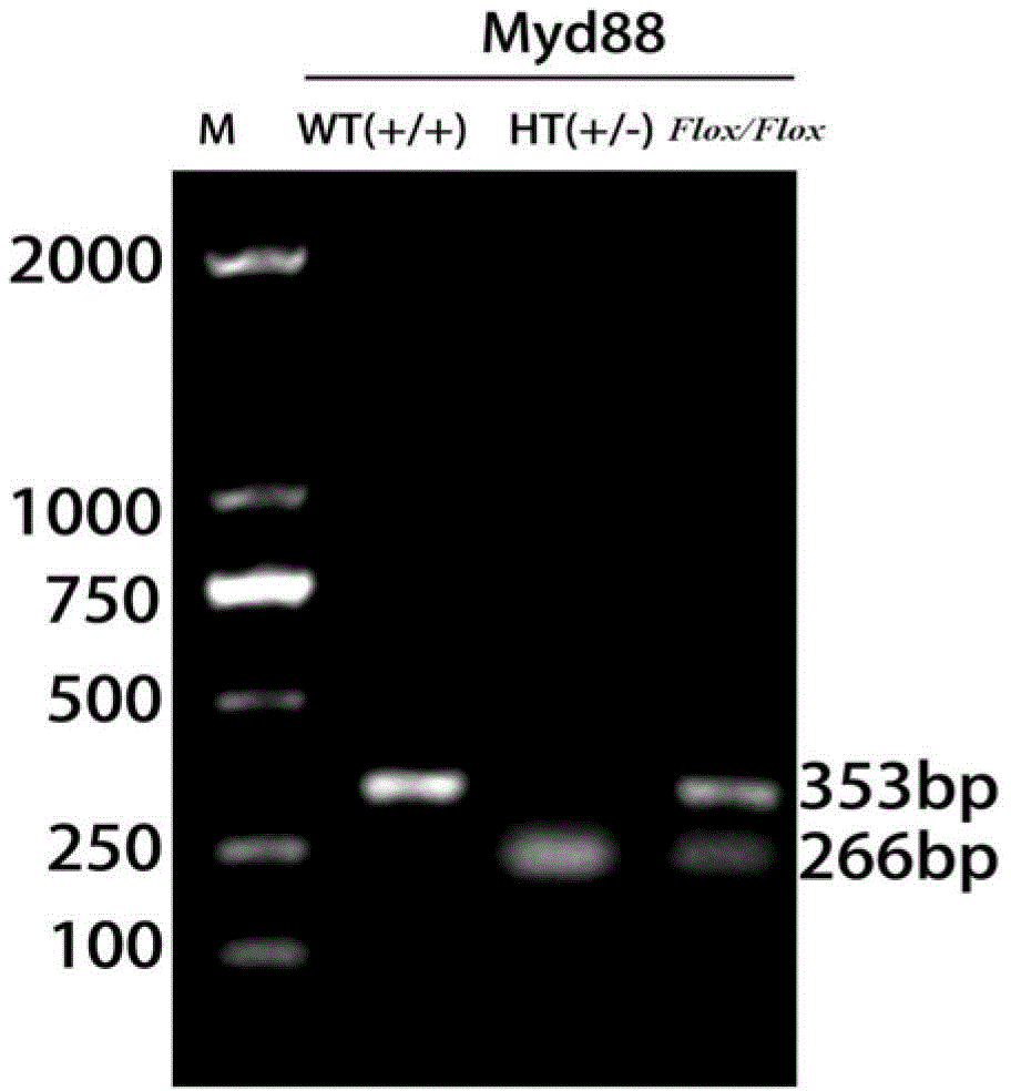 Method for cultivating hybridized mouse with Myd88 molecule selectively-knocked-out dendritic cells