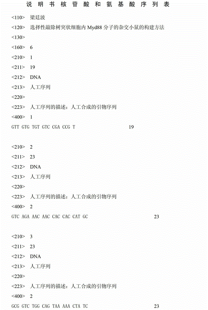 Method for cultivating hybridized mouse with Myd88 molecule selectively-knocked-out dendritic cells