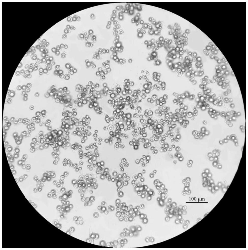 Fish high-fat storage hepatocyte separation and culture method