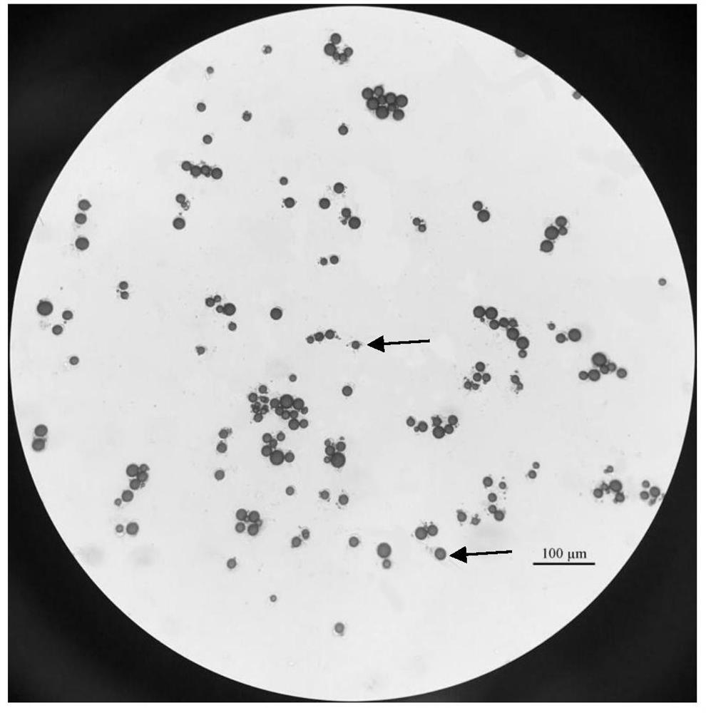 Fish high-fat storage hepatocyte separation and culture method