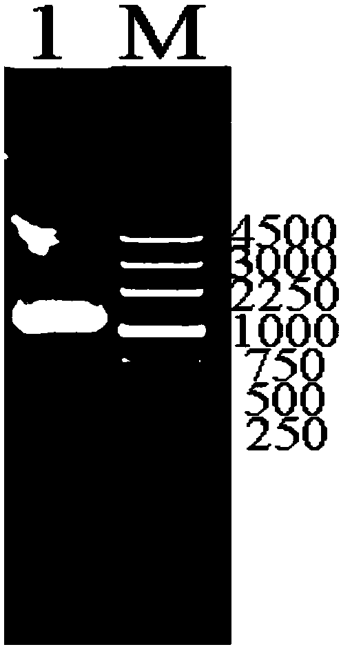 Chicken coccidiosis ATG (Autophagy Related Protein) Etatg6 encoding gene sequence and acquiring method thereof