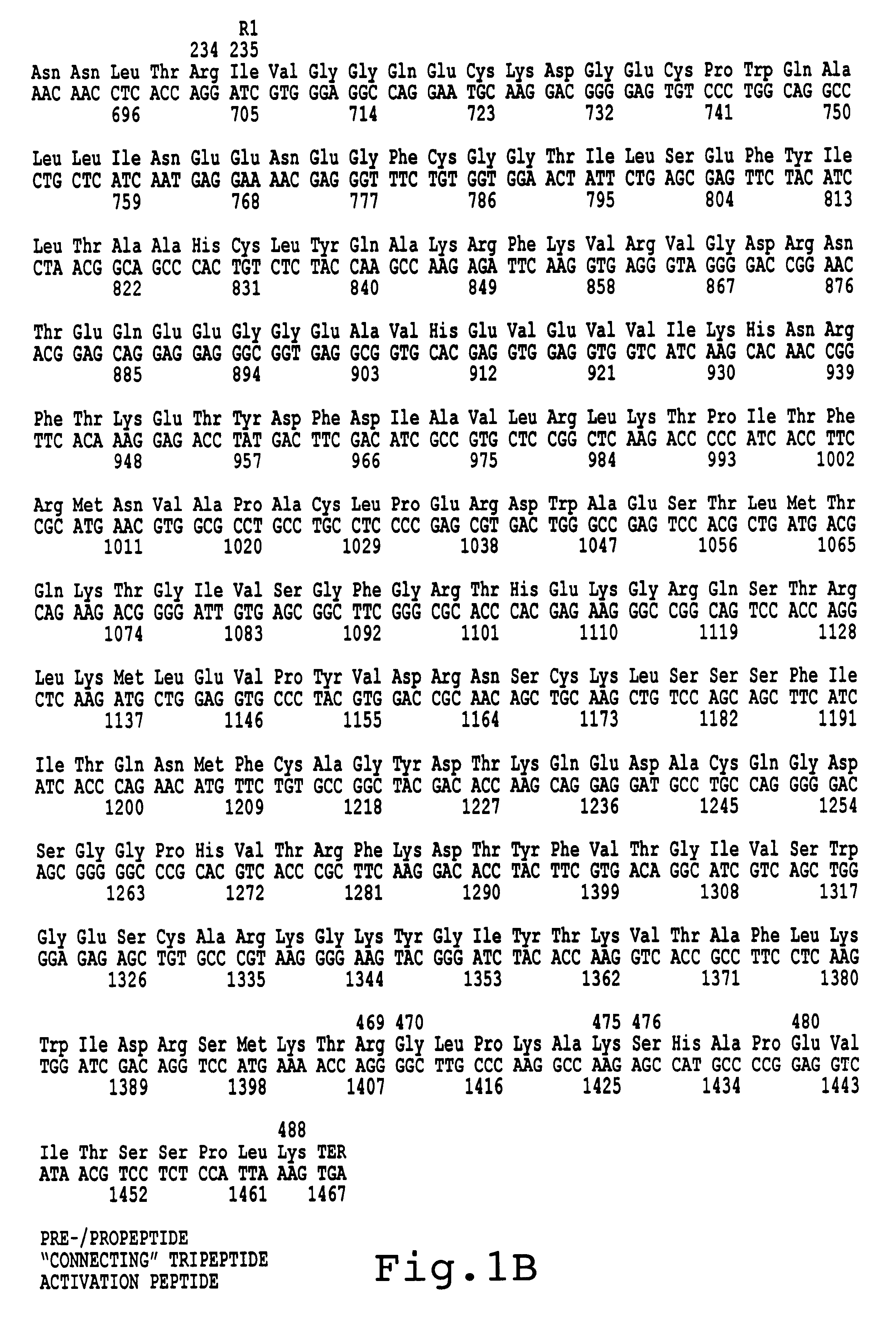 Factor X deletion mutants and analogues thereof