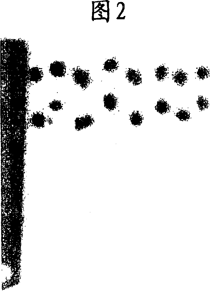 Mutated amyloid protein