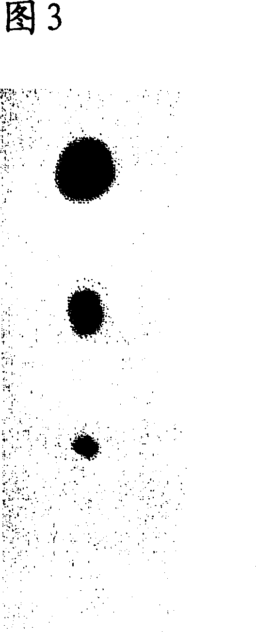 Mutated amyloid protein