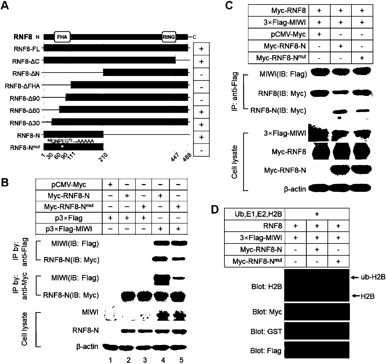 Method and kit for diagnosing male infertility caused by Piwil1 gene mutation