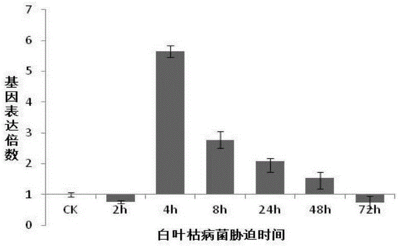 Yunnan Oryza meyeriana Baill MeXB3 gene and application thereof