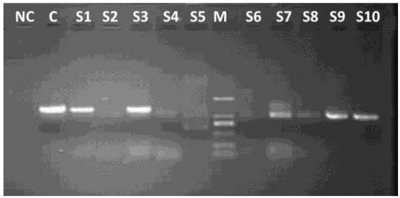 Yunnan Oryza meyeriana Baill MeXB3 gene and application thereof