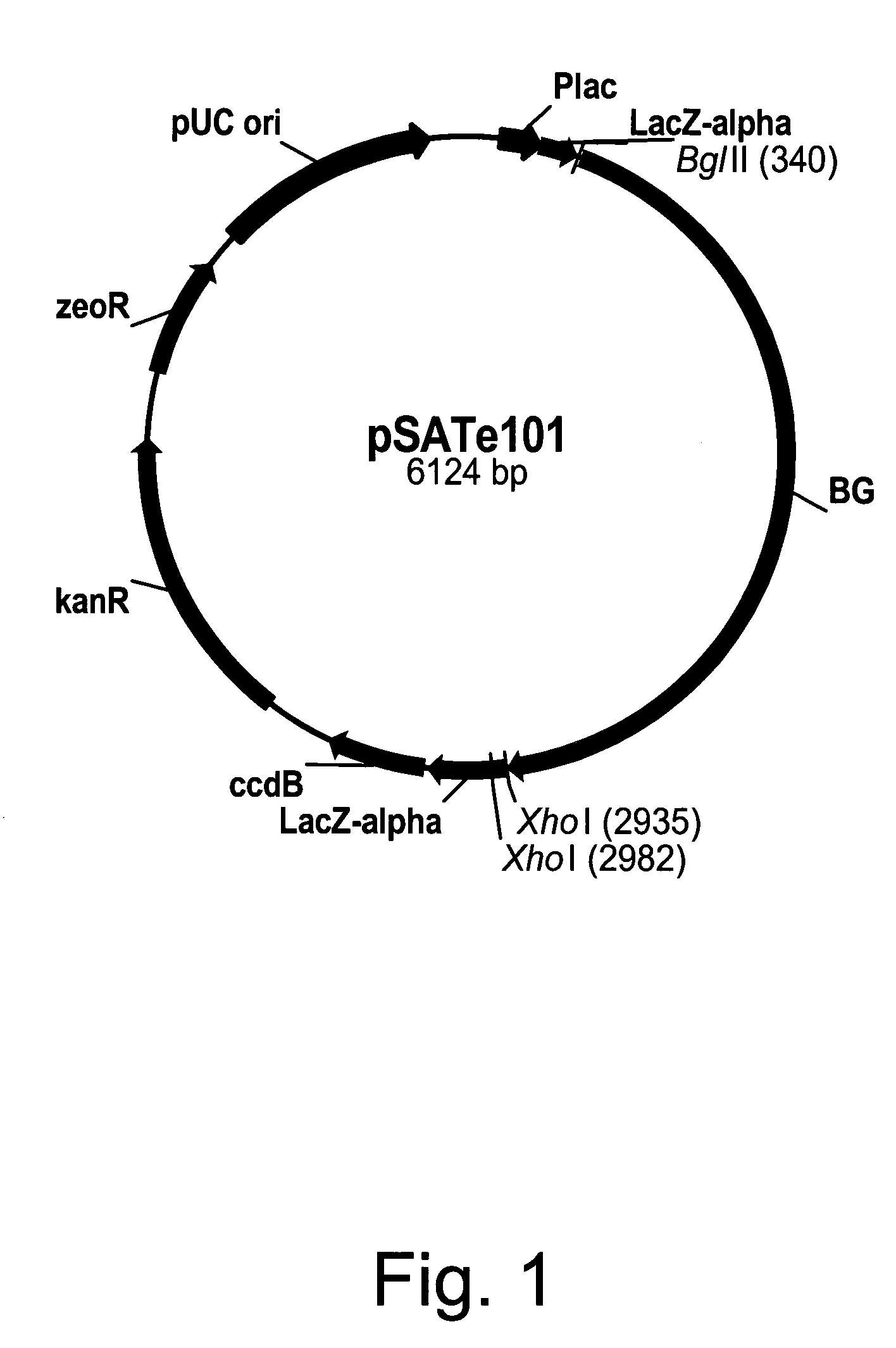 Variants of beta-glucosidases