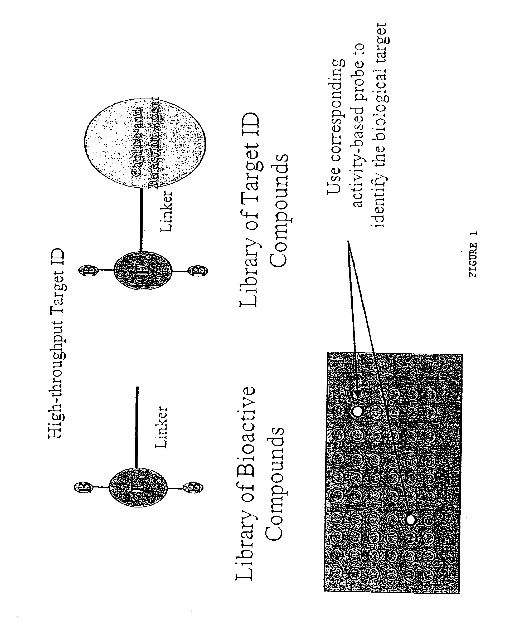 Proteomic analysis