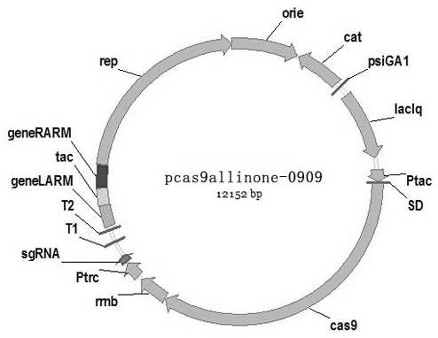 A kind of recombinant Corynebacterium glutamicum, its preparation method and application