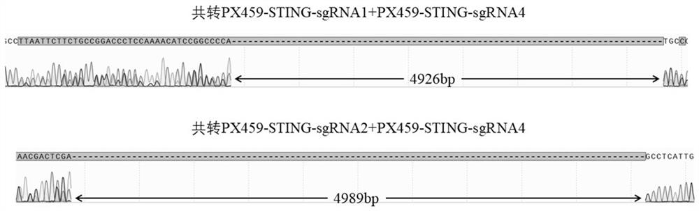 Double sgRNA, gene knockout carrier, gene knockout sting gene pig fibroblast cell line and construction method thereof