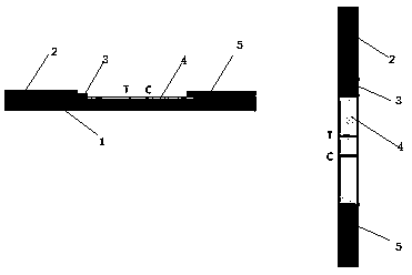 Rapid quantitative test paper for type-O foot-and-mouth disease virus