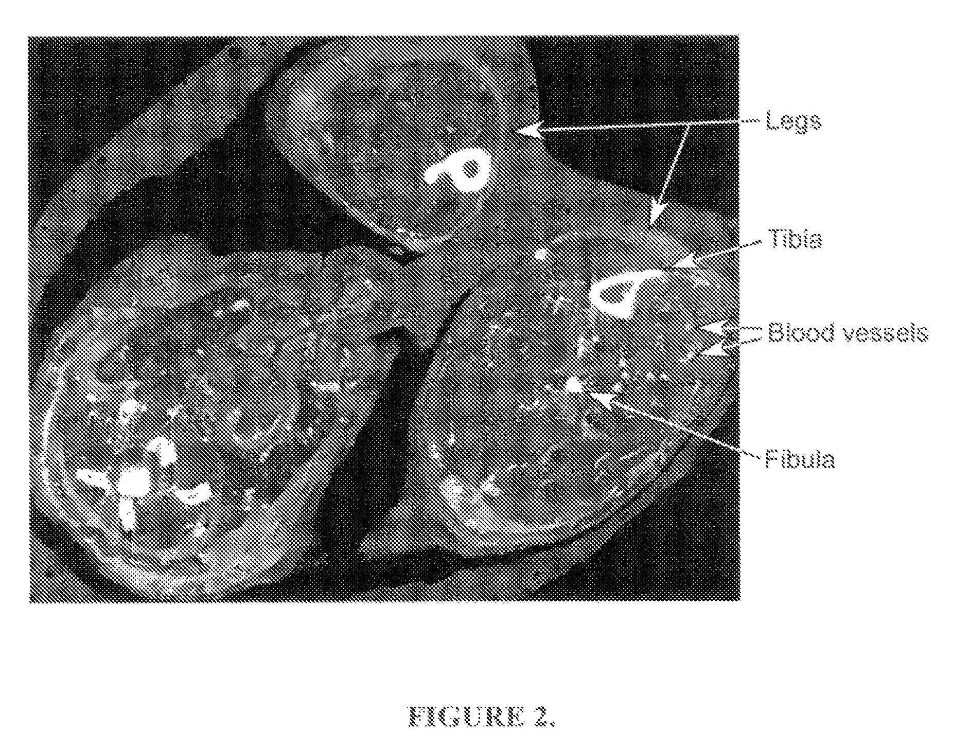 Functional associative coatings for nanoparticles