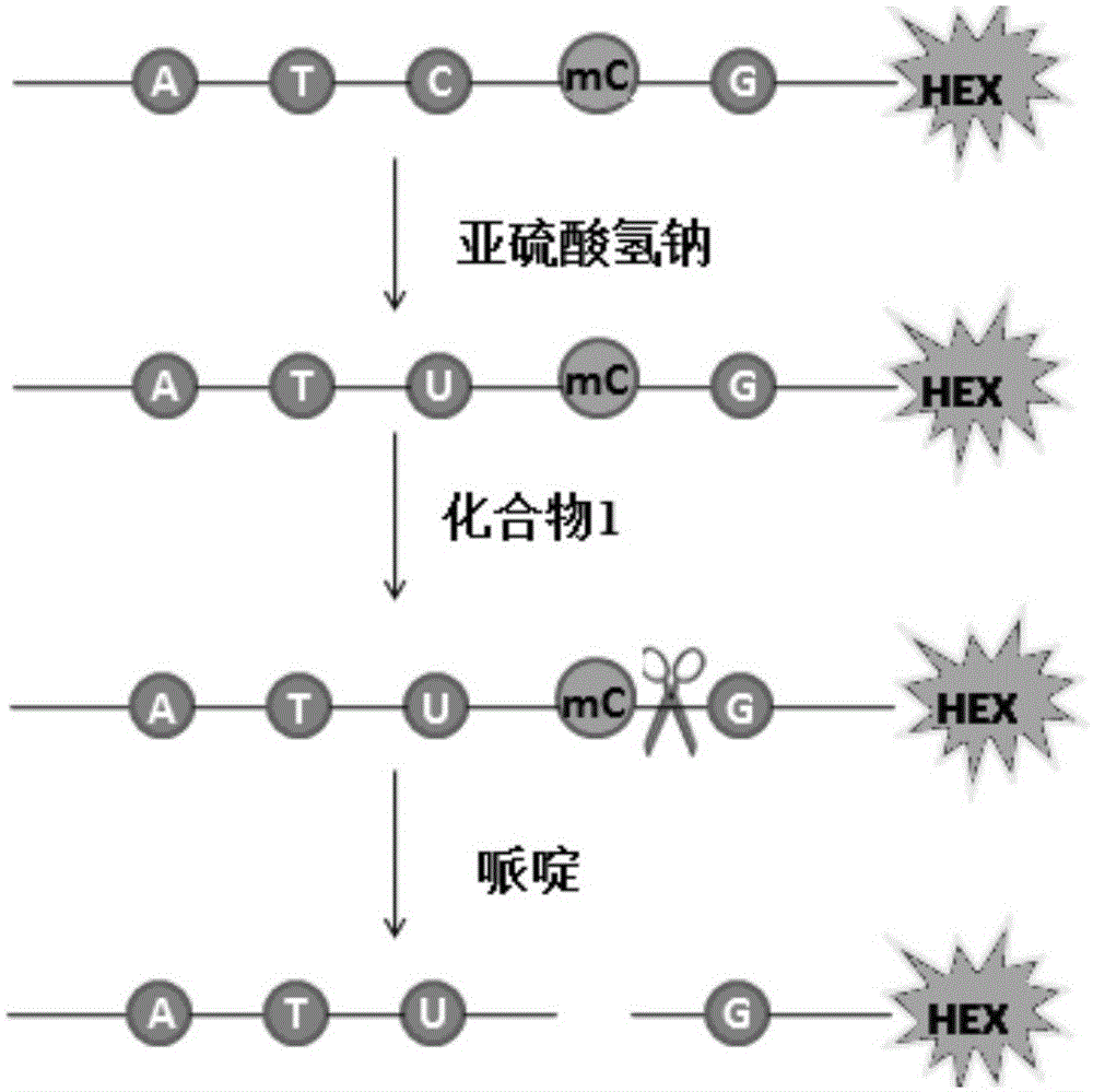 Method for detecting 5-methylcytosines in nucleic acid