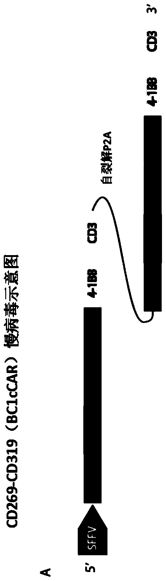 Compound chimeric antigen receptor (cCAR) targeting multiple antigens, compositions and usage method thereof