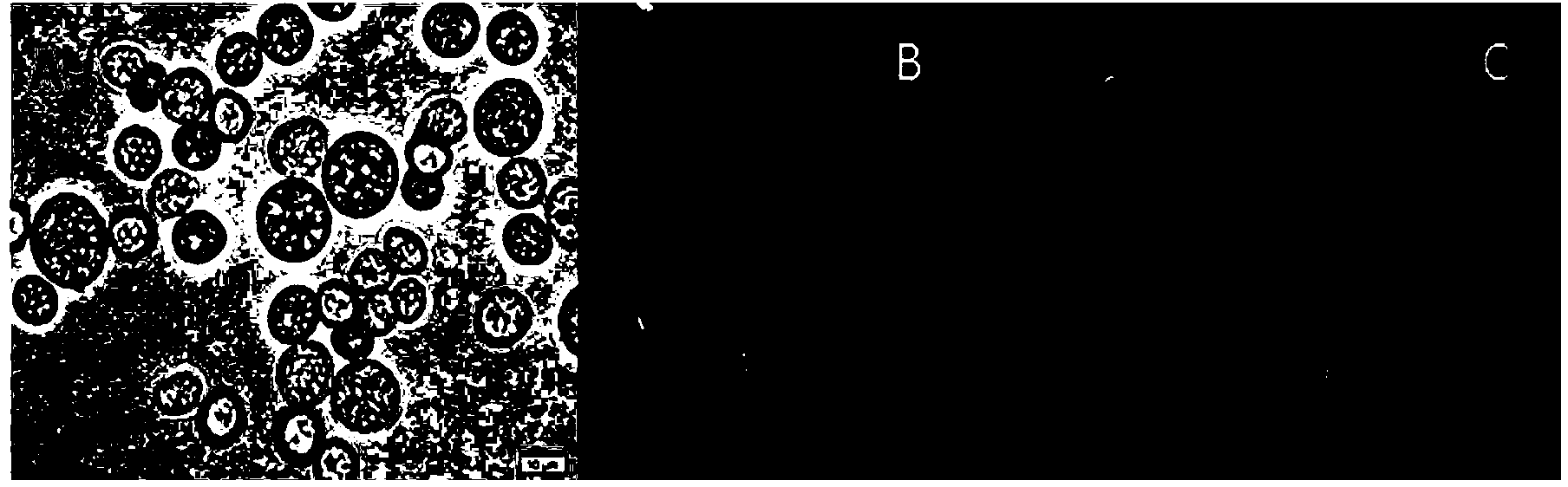 Aurantiochytrium sp. and application