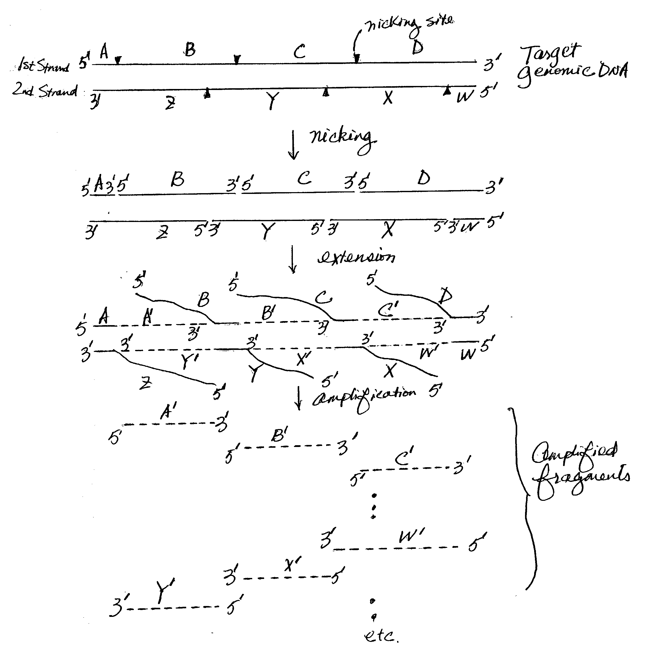 Nucleic acid amplification using nicking agents